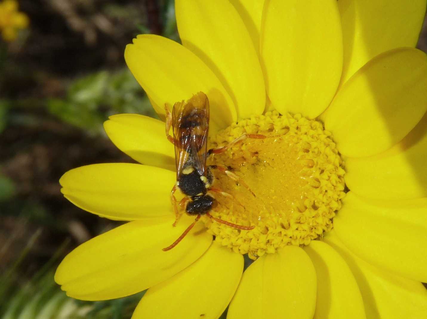 Nomada (2 specie)